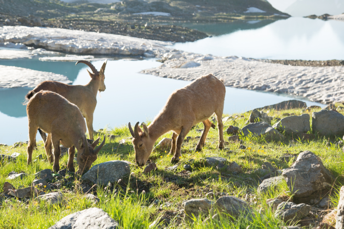 Архыз животные