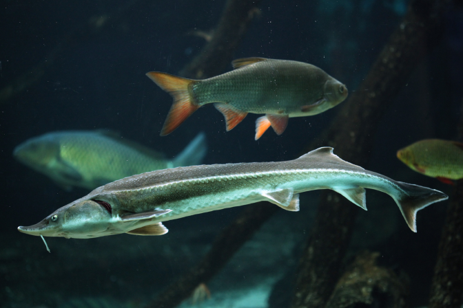 Астраханская рыба