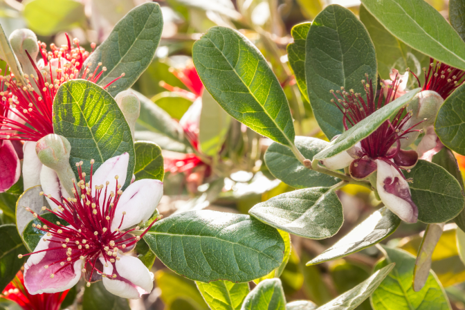 Фейхоа цветы