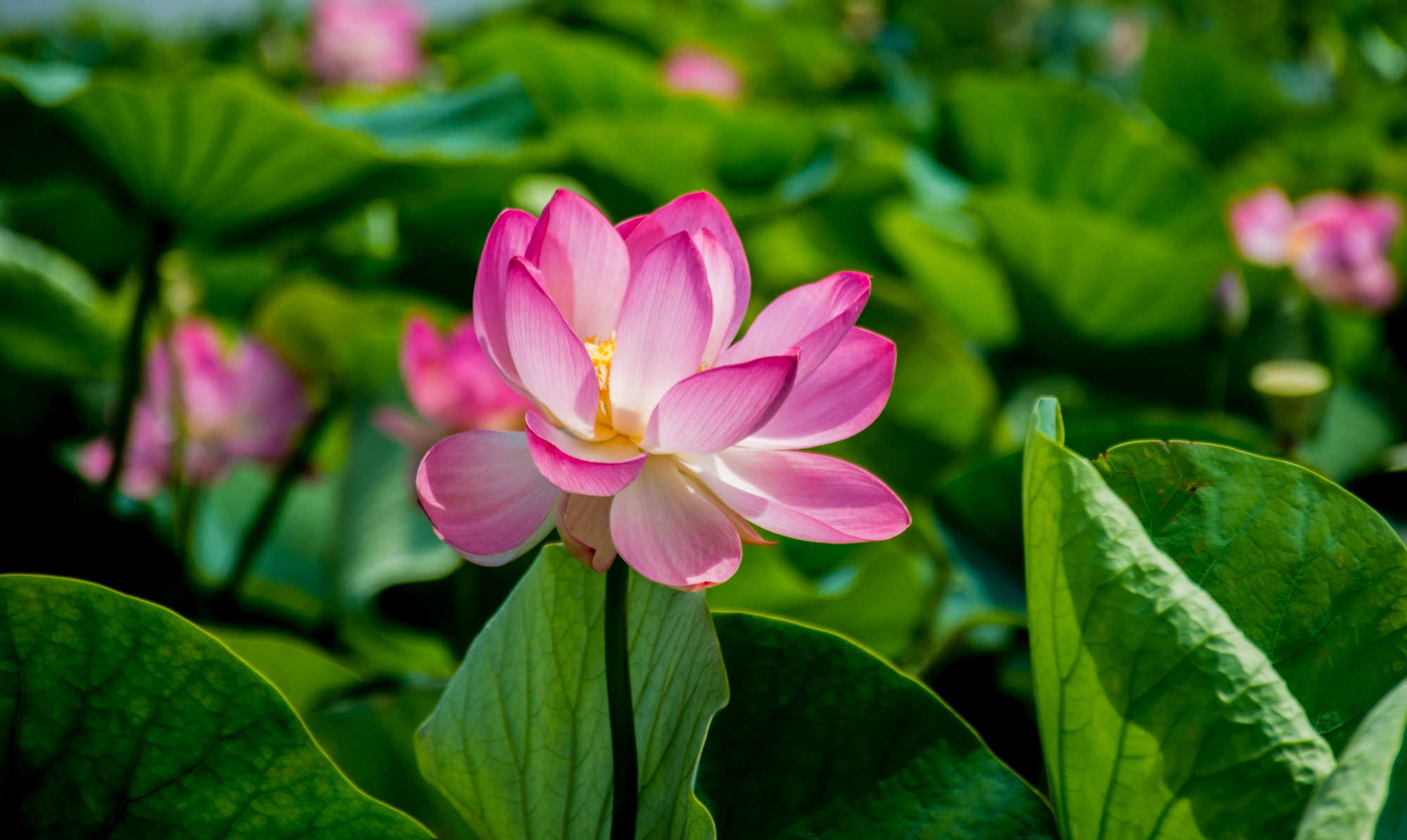 долина лотосов