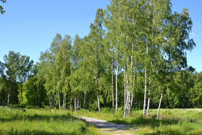 Лес